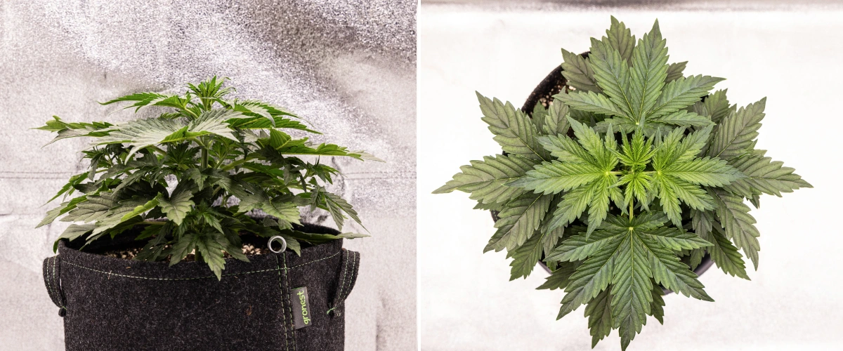 Wedding Cake Auto grow report: vecka 2, vegetativ tillväxt Wedding Cake Auto cannabisplanta växer i en tygkruka under vecka 2 av grow reporten, med tät vegetativ utveckling, breda gröna blad, kompakt struktur och friskt bladverk.