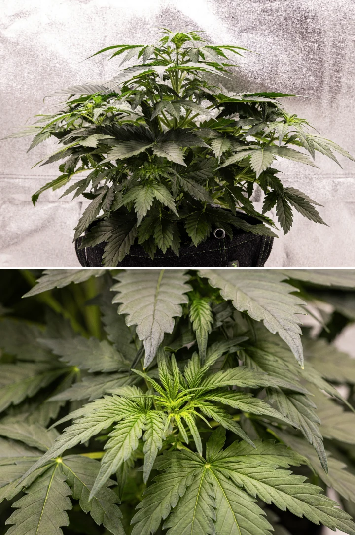 Wedding Cake Auto grow report: vecka 3, förblomningstillväxt Wedding Cake Auto cannabisplanta växer i en tygkruka under vecka 3 av grow reporten, med tätt grönt bladverk, kompakt buskig struktur, ny övre tillväxt och tidig förblomningsutveckling.
