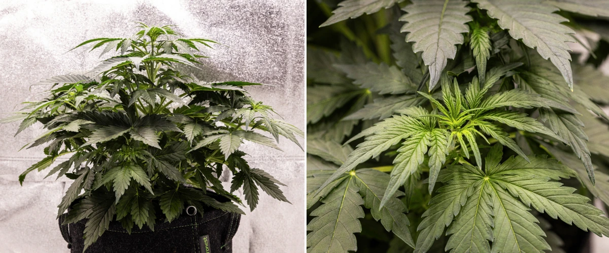 Wedding Cake Auto grow report: vecka 3, förblomningstillväxt Wedding Cake Auto cannabisplanta växer i en tygkruka under vecka 3 av grow reporten, med tätt grönt bladverk, kompakt buskig struktur, ny övre tillväxt och tidig förblomningsutveckling.