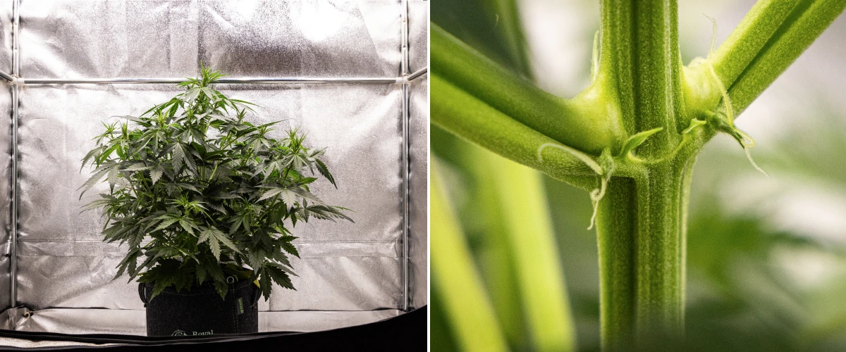 Wedding Cake Auto grow report: vecka 4, tidig blomning Wedding Cake Auto cannabisplanta växer i en tygkruka under vecka 4 av grow reporten, med tidiga tecken på blomning, stark vertikal tillväxt, friskt bladverk och vita pistiller vid stjälkens noder.