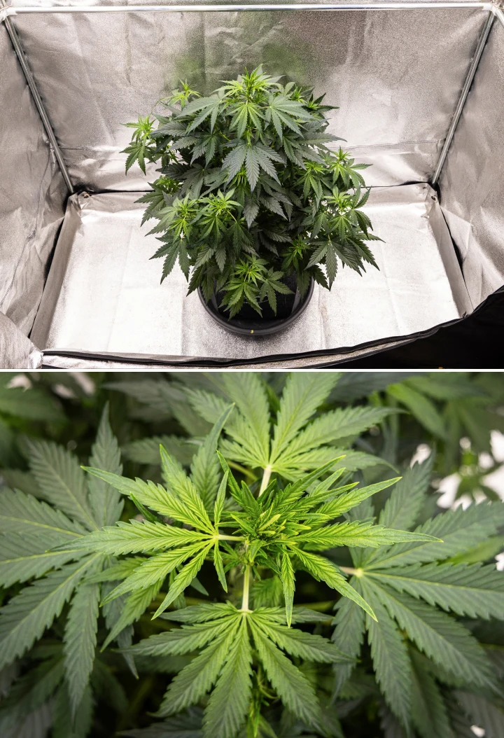 Wedding Cake Auto grow report: vecka 5, tidig utveckling av buds Wedding Cake Auto cannabisplanta växer i en tygkruka under vecka 5 av grow reporten, med stark vertikal tillväxt, tidig utveckling av buds, friskt grönt bladverk och flera blomningsplatser.