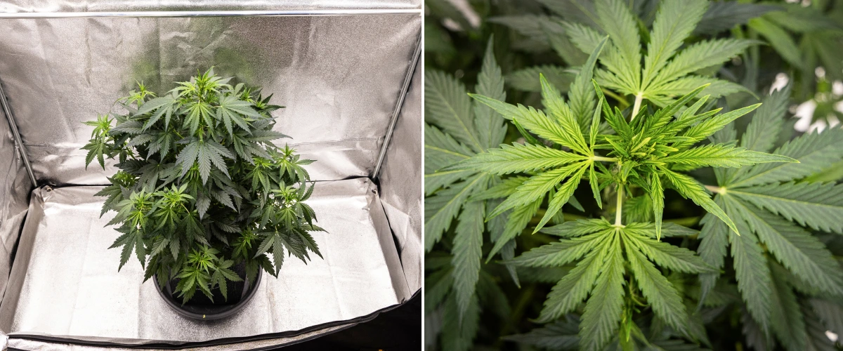 Wedding Cake Auto grow report: vecka 5, tidig utveckling av buds Wedding Cake Auto cannabisplanta växer i en tygkruka under vecka 5 av grow reporten, med stark vertikal tillväxt, tidig utveckling av buds, friskt grönt bladverk och flera blomningsplatser.