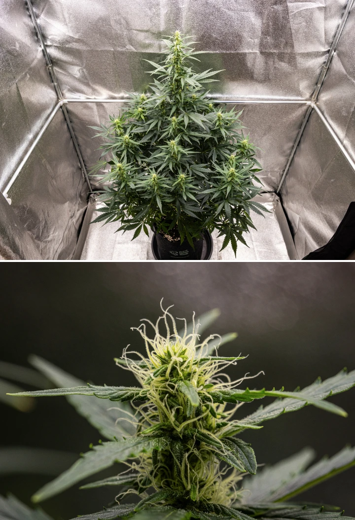Wedding Cake Auto grow report: vecka 6, blommande buds Wedding Cake Auto cannabisplanta växer i en tygkruka under vecka 6 av grow reporten, med hög blomningstillväxt, utvecklande buds, färska vita pistiller och friska gröna blad.