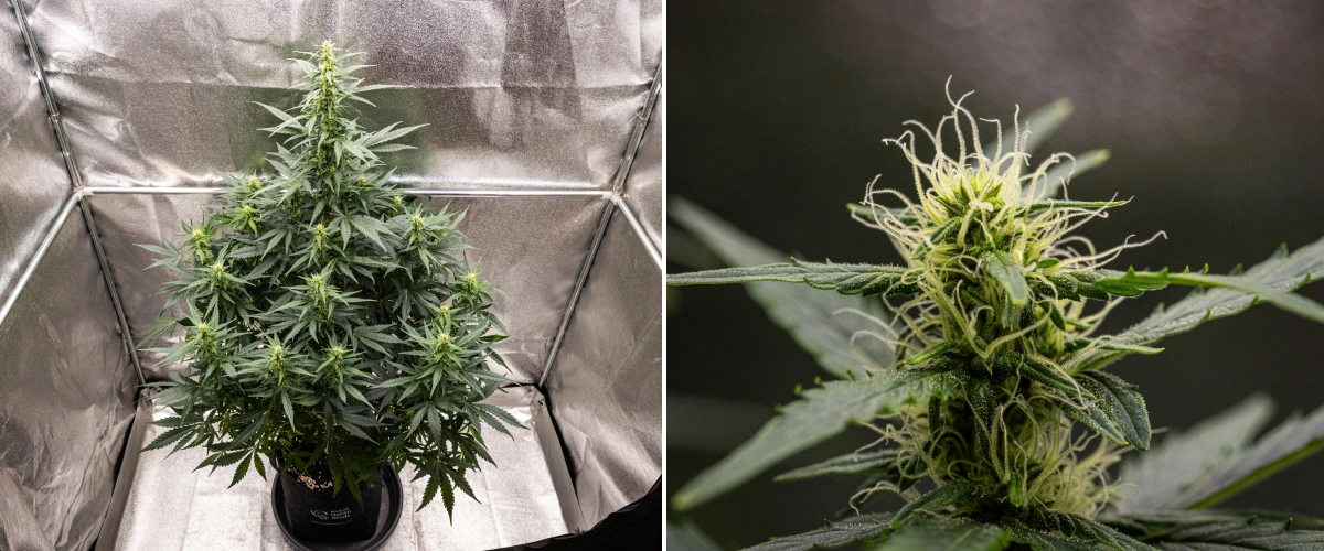 Wedding Cake Auto grow report: vecka 6, blommande buds Wedding Cake Auto cannabisplanta växer i en tygkruka under vecka 6 av grow reporten, med hög blomningstillväxt, utvecklande buds, färska vita pistiller och friska gröna blad.
