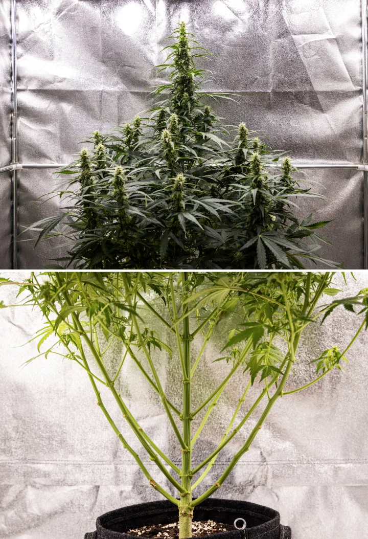 Wedding Cake Auto grow report: vecka 7, sista stretchen Wedding Cake Auto cannabisplanta under vecka 7 av grow reporten, med höga blommande colas, stark grenstruktur, beskuren nedre tillväxt, friska stjälkar och utvecklande buds.