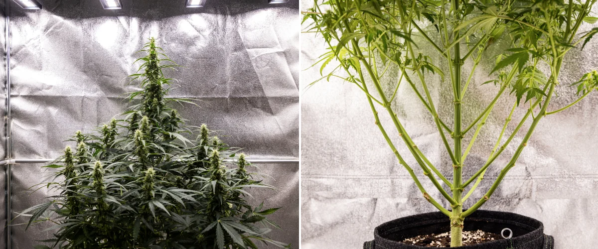 Wedding Cake Auto grow report: vecka 7, sista stretchen Wedding Cake Auto cannabisplanta under vecka 7 av grow reporten, med höga blommande colas, stark grenstruktur, beskuren nedre tillväxt, friska stjälkar och utvecklande buds.