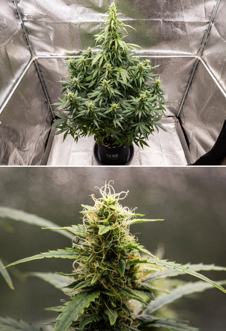 Wedding Cake Auto grow report: vecka 8, hartsrika buds Wedding Cake Auto cannabisplanta under vecka 8 av grow reporten, med hartsrik budutveckling, vita och orange pistiller, friska sockerblad och höga blommande colas.