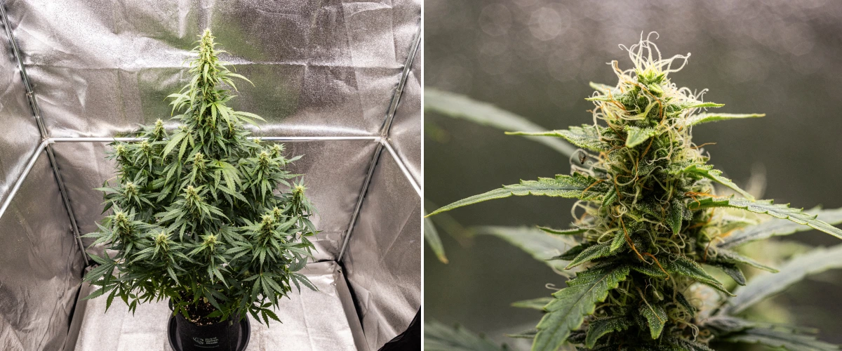 Wedding Cake Auto grow report: vecka 8, hartsrika buds Wedding Cake Auto cannabisplanta under vecka 8 av grow reporten, med hartsrik budutveckling, vita och orange pistiller, friska sockerblad och höga blommande colas.