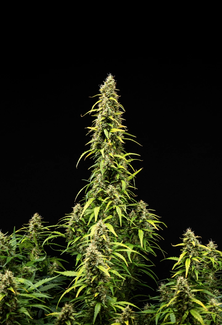 Wedding Cake Auto grow report: vecka 9, mognad av buds Wedding Cake Auto cannabisplanta under vecka 9 av grow reporten, med höga mogna colas, täta hartsrika buds, bleknande blad och slutlig blomningsutveckling mot en svart bakgrund.