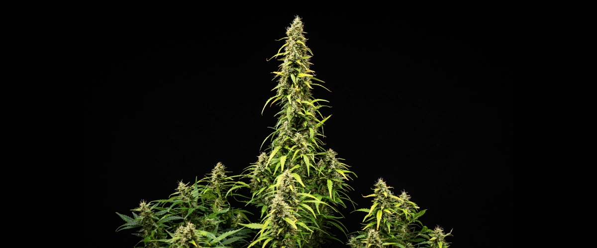 Wedding Cake Auto grow report: vecka 9, mognad av buds Wedding Cake Auto cannabisplanta under vecka 9 av grow reporten, med höga mogna colas, täta hartsrika buds, bleknande blad och slutlig blomningsutveckling mot en svart bakgrund.