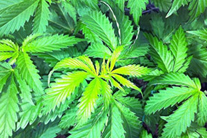 Cannabis ljusgröna blad Cannabis ljusgröna blad