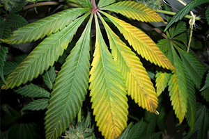 Cannabis gula löv Cannabis gula löv