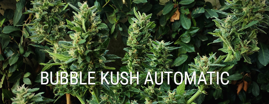 Bubble Kush Auto Bubble Kush Auto