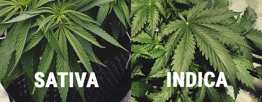 VILKA SKILLNADER ÄR DET MELLAN INDICA OCH SATIVA?