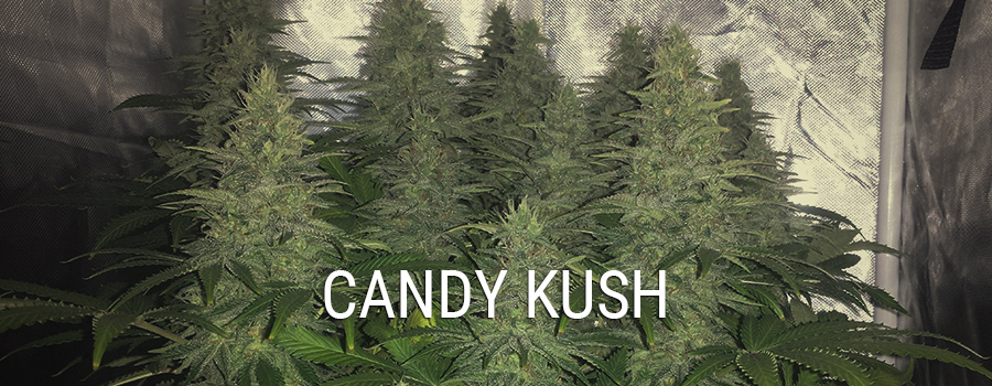 Candy Kush Candy Kush