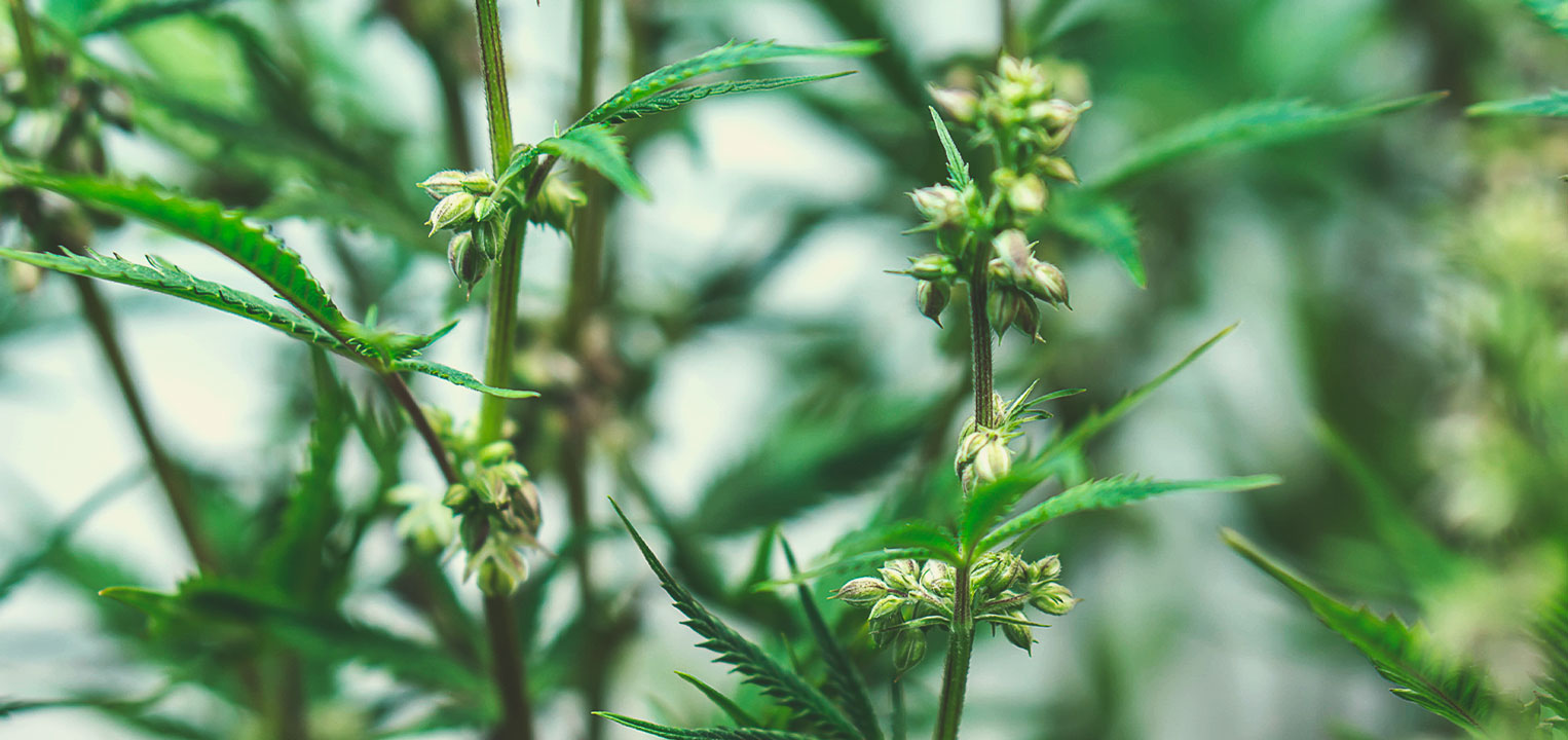 Hur medicinska marijuanafrön odlas