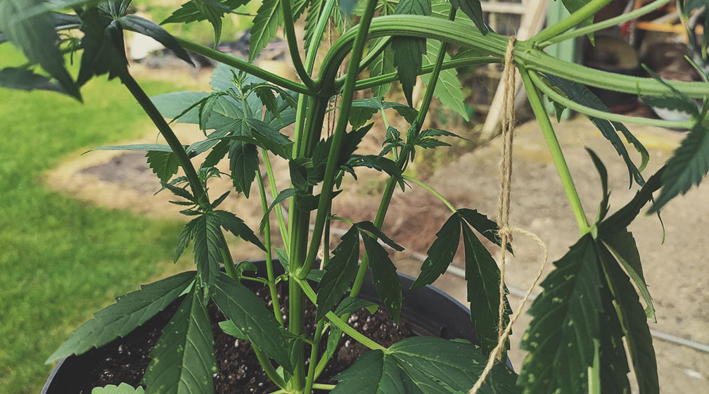 Entrenamiento de bajo estrés o doblar las plantas