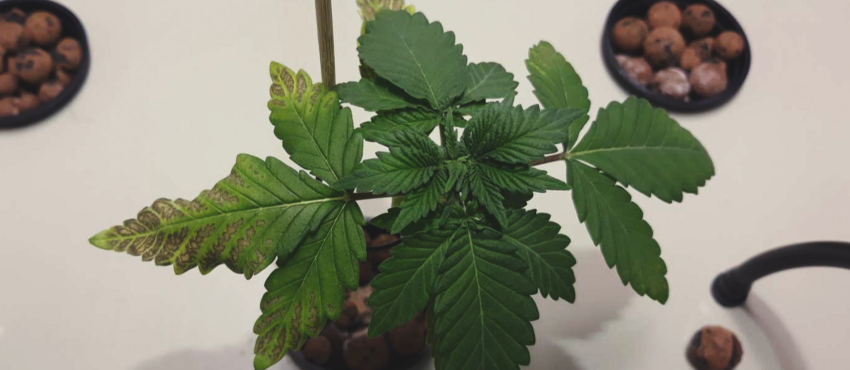 What Cannabis Leaves Can Tell You