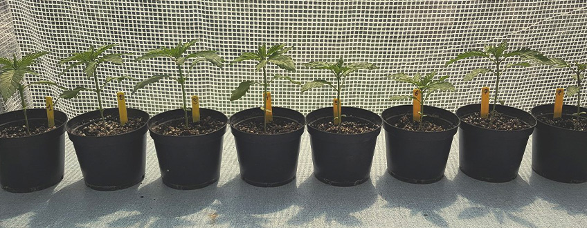 De bästa enkla cannabissorterna för nybörjarodlare De bästa enkla cannabissorterna för nybörjarodlare