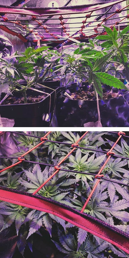 ENHANCE SCROG WITH OTHER CANNABIS TRAINING TECHNIQUES