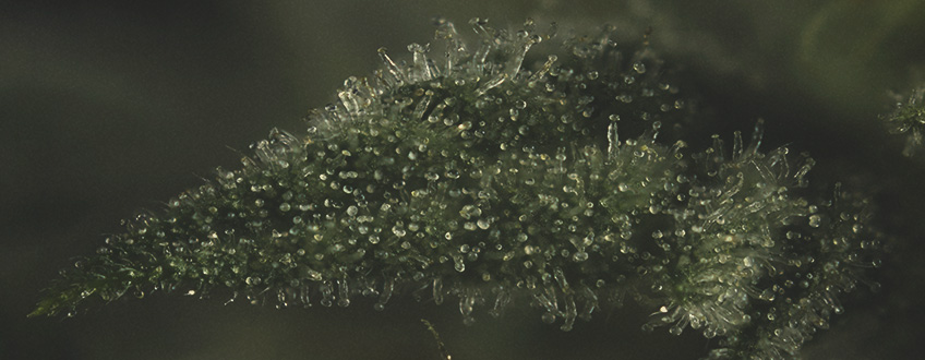 VIKTEN AV TERPENER I CANNABIS VIKTEN AV TERPENER I CANNABIS