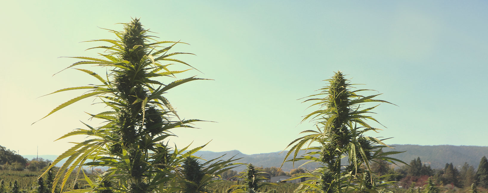 Thai-cannabis odlingsegenskaper