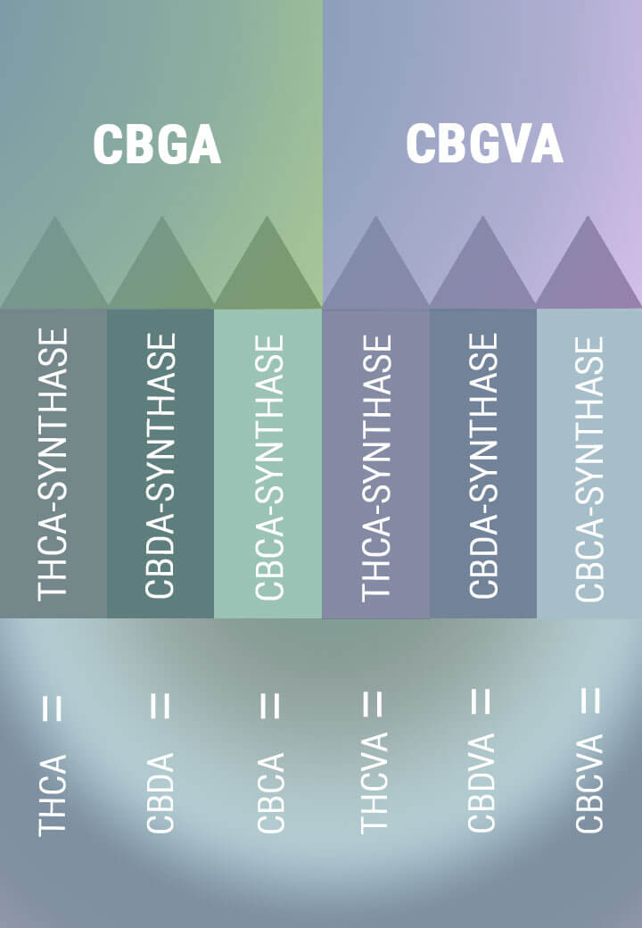 BIOSYNTES SKAPAR SYRAFORMERNA AV DE PRIMÄRA CANNABINOIDERNA