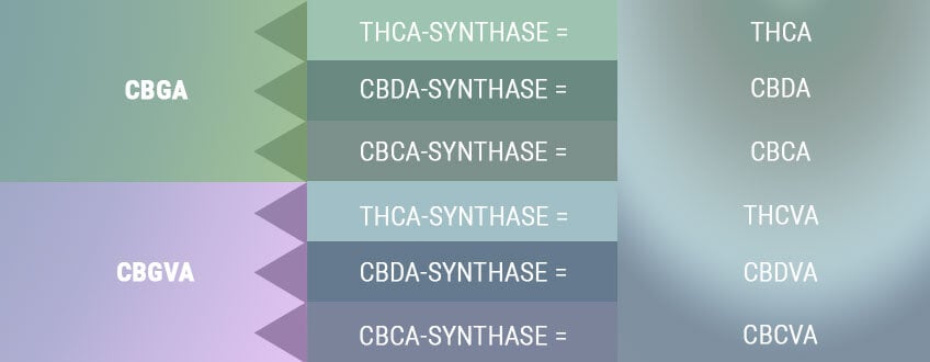 BIOSYNTES SKAPAR SYRAFORMERNA AV DE PRIMÄRA CANNABINOIDERNA