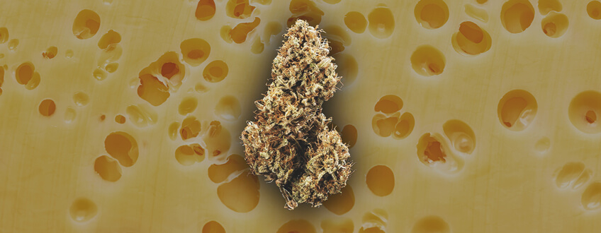 Cheese Genetics
