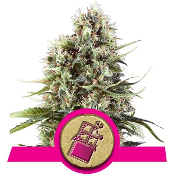 Chocolate Haze Royal Queen Seeds