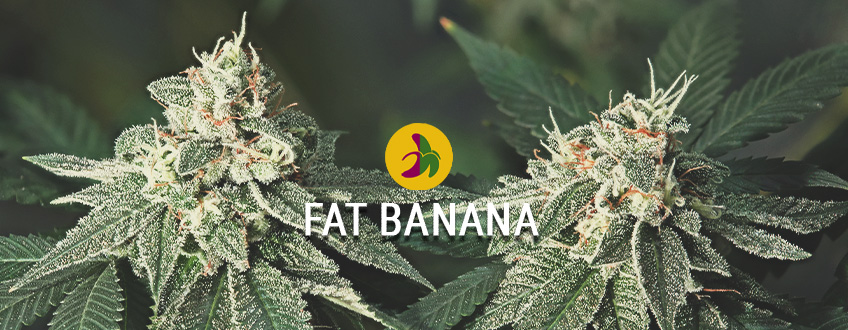 Fat Banana: Störst & fetast banana kush