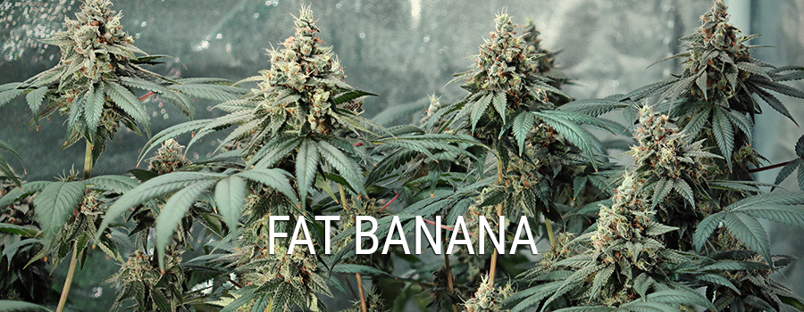 Fat Banana Fat Banana