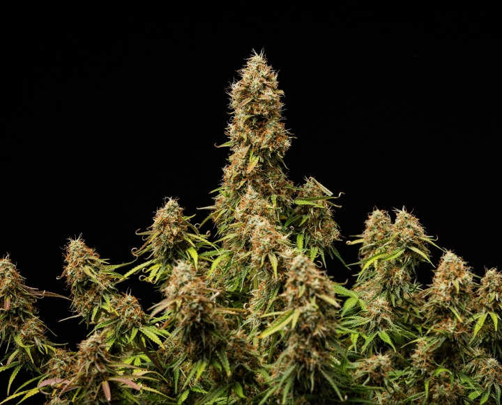 Gaia F1 slutresultat Täta, frostiga blommor med en fullt mogen struktur i slutet av cykeln