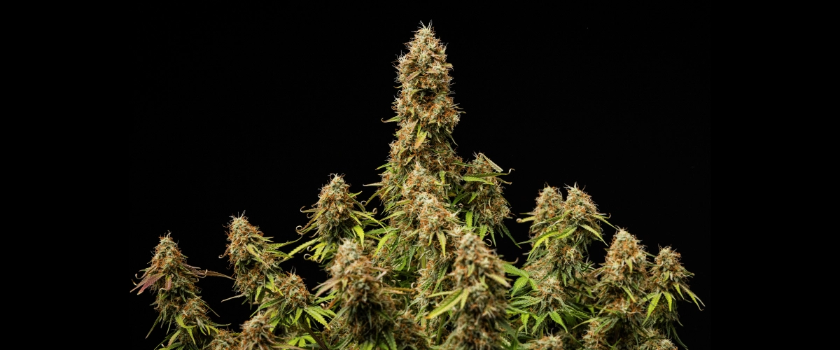 Gaia F1 slutresultat Täta, frostiga blommor med en fullt mogen struktur i slutet av cykeln