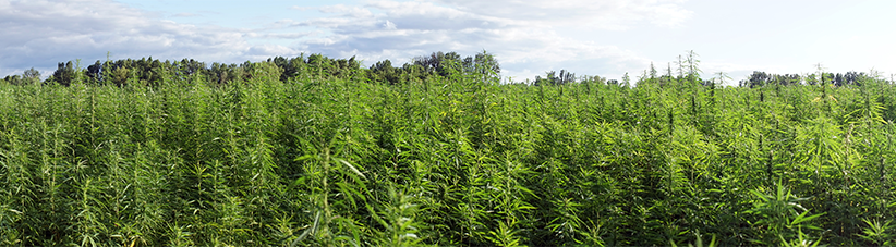 Utomhus växande cannabis Utomhus växande cannabis