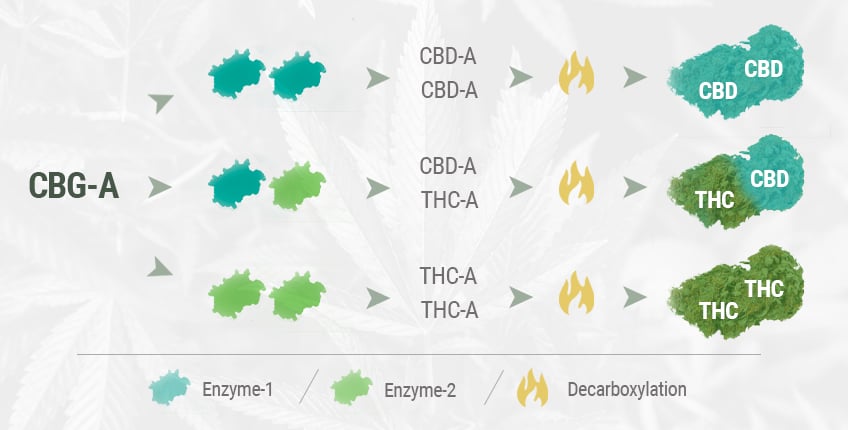 HOW IS CBD FLOWER MADE