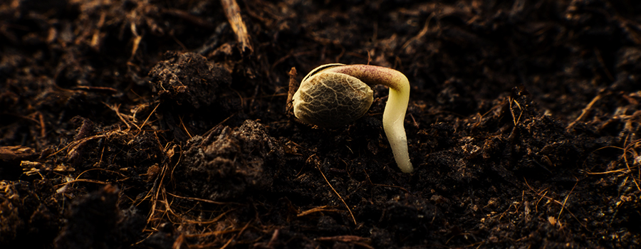 PLANTERA DIREKT I JORD PLANTERA DIREKT I JORD