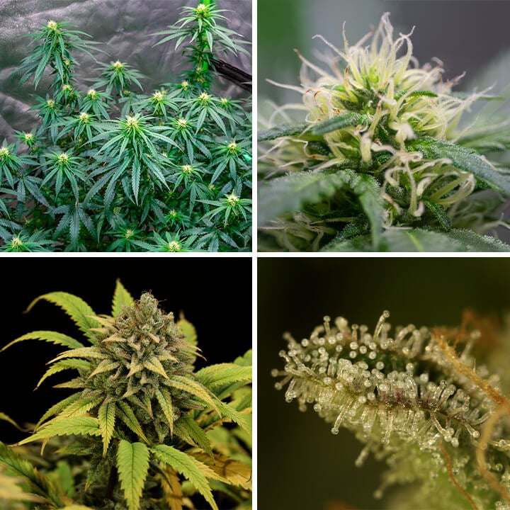 Green Gelato Seeds Green Gelato Seeds