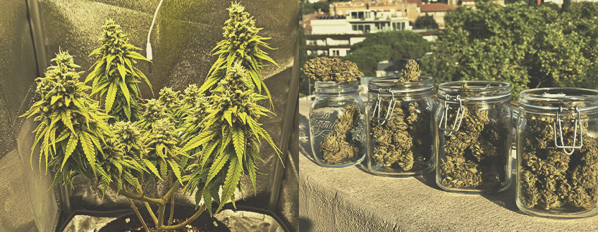 Vem använder automatiska cannabissorter och varför? Vem använder automatiska cannabissorter och varför?