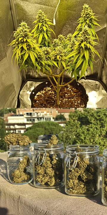 Vem använder automatiska cannabissorter och varför? Vem använder automatiska cannabissorter och varför?