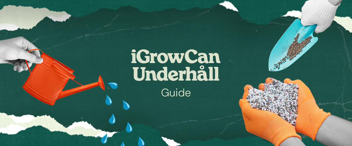 iGrowCan Underhållsguide: Vattning och gödsling för en lyckad odling Bild som visar iGrowCans underhållsguide, med processen för vattning och gödsling för en hälsosam och framgångsrik odling.