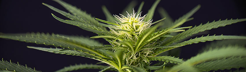 Vegetative Cannabis Growth