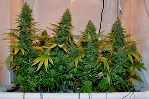 Växa stil SCROG cannabis Växa stil SCROG cannabis