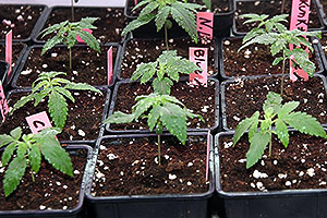Inomhus marijuana växa första veckan Inomhus marijuana växa första veckan