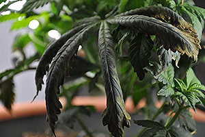 En cannabisplantan behöver hjälp En cannabisplantan behöver hjälp