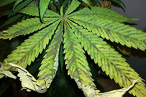Vad man ska göra med övergödning från en cannabisplantan? Vad man ska göra med övergödning från en cannabisplantan?
