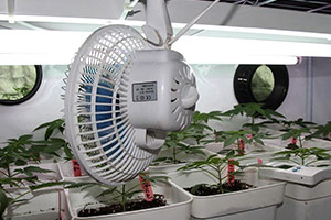 Fan för att odla cannabis Fan för att odla cannabis