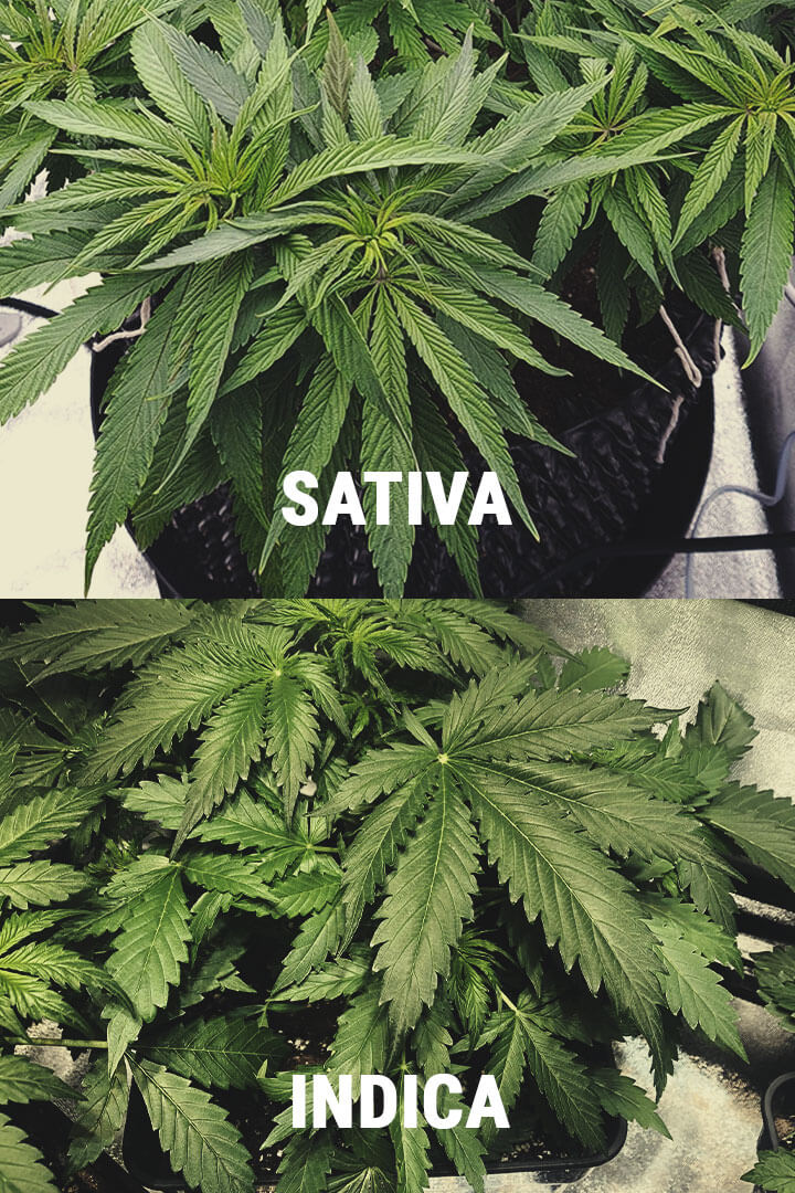 VILKA SKILLNADER ÄR DET MELLAN INDICA OCH SATIVA?