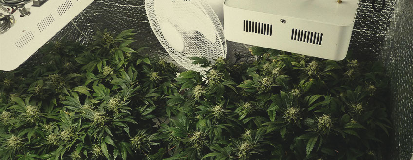 VAD PÅVERKAR ODLINGSHASTIGHETEN FÖR MARIJUANA? VAD PÅVERKAR ODLINGSHASTIGHETEN FÖR MARIJUANA?