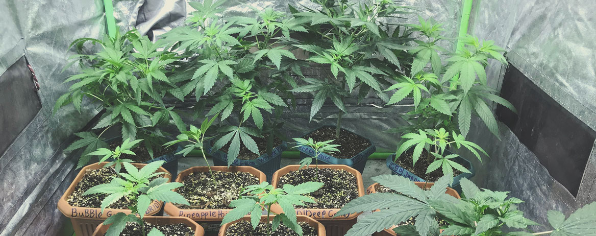 Growing Medical Marijuana: Equipment Rundown